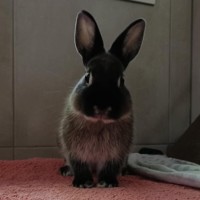 Photo of Dobbie & Alex