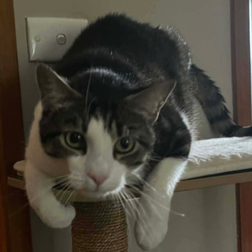Humphrey ** 2nd Chance Cat Rescue ** - Domestic Short Hair (DSH) Cat