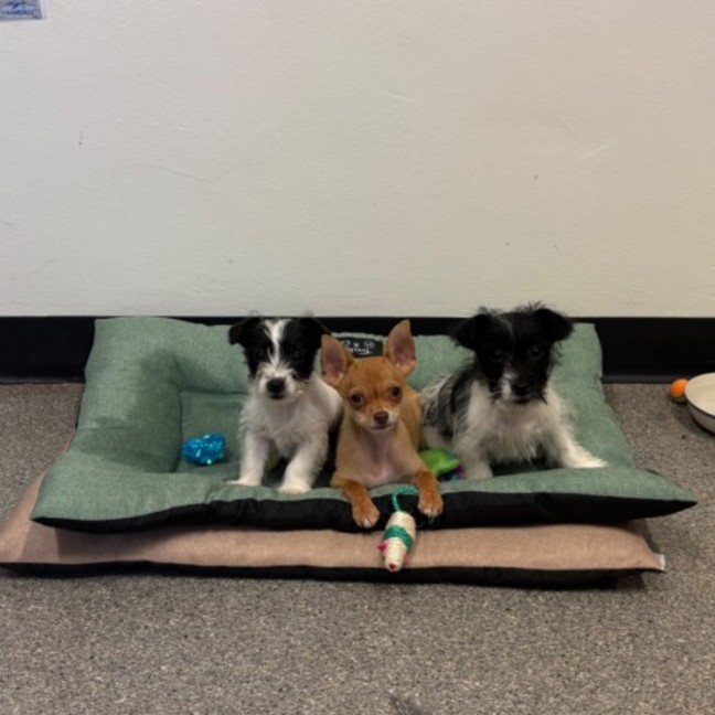 Photo of Pip