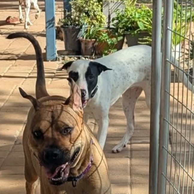Photo of Atlas