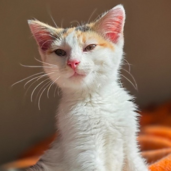 Photo of Tinkerbell