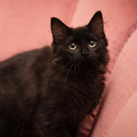 Photo of Gnurr