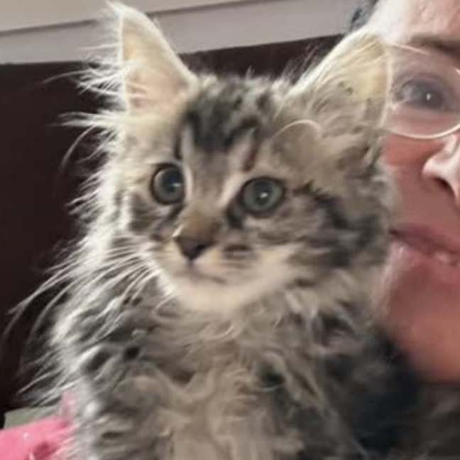 Photo of Irena**2nd Chance Cat Rescue**