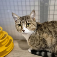 Photo of Jessica **2nd Chance Cat Rescue**
