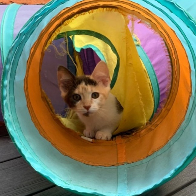 Photo of Chanel ❤️🎁❤️😽