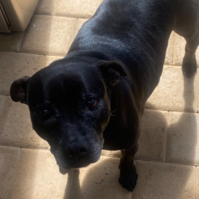 Photo of Daisy And Tonka 