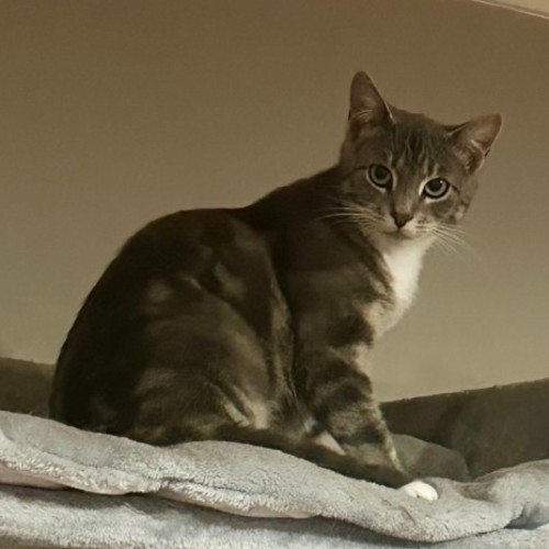 Della **2nd Chance Cat Rescue** - Domestic Short Hair (DSH) Cat
