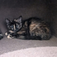 Photo of Bluebell