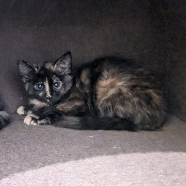 Photo of Bluebell