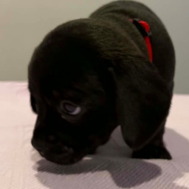 Photo of Ruby