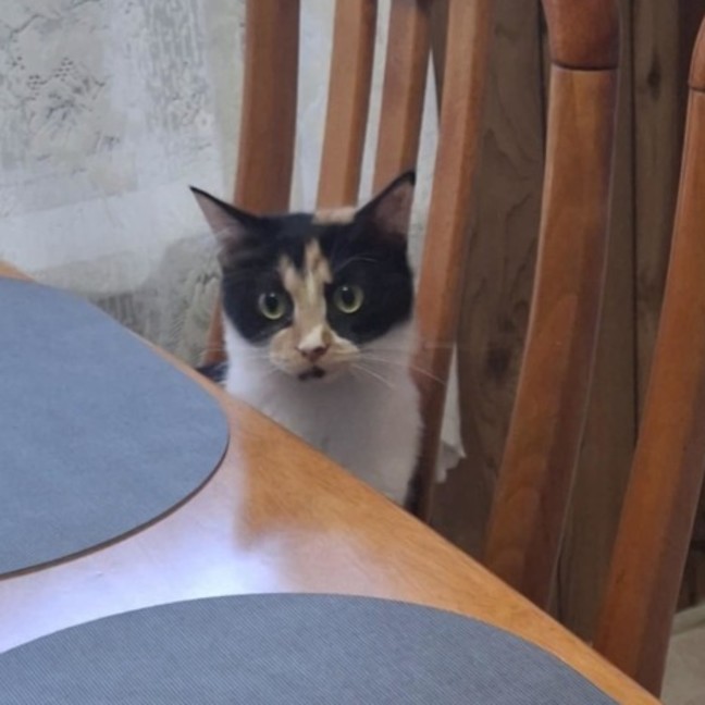 Photo of Frankie 💋 *9 Lives Project Rescue*