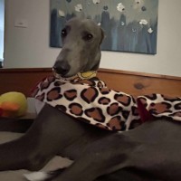 Photo of Hodgie The Greyhound
