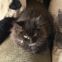 Photo of Ashy 🐾