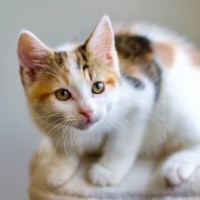 Photo of 🌸 Jasmine 🌸