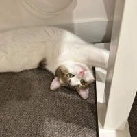 Photo of Buzz   Located In Brunswick East 