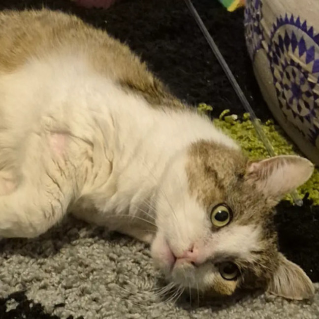 Photo of Tompy