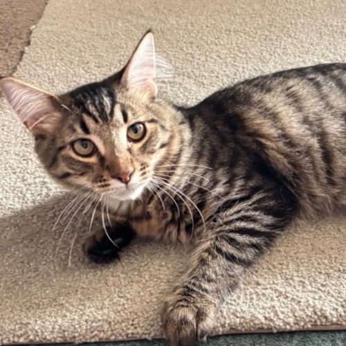 Elijah - Domestic Medium Hair (DMH) Cat