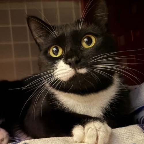 Scout - Domestic Short Hair (DSH) Cat