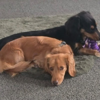 Photo of Ace And Pumpkin Bonded Pair