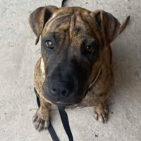 Photo of Spring Roll