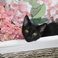 Photo of Dahlia