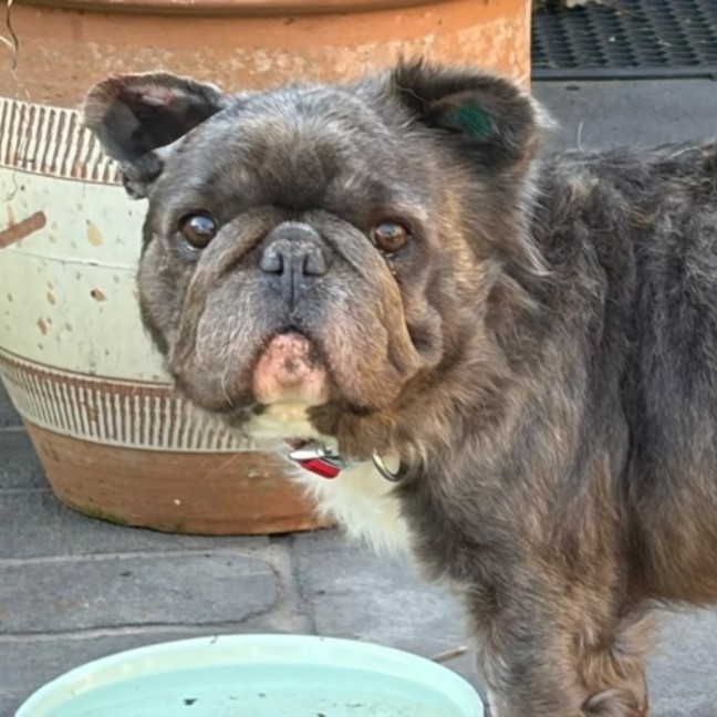Photo of Bear