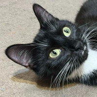 Photo of Zala ** 2nd Chance Cat Rescue **