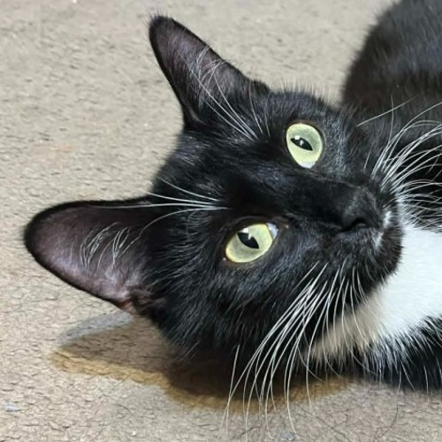 Zala ** 2nd Chance Cat Rescue ** - Domestic Short Hair (DSH) Cat