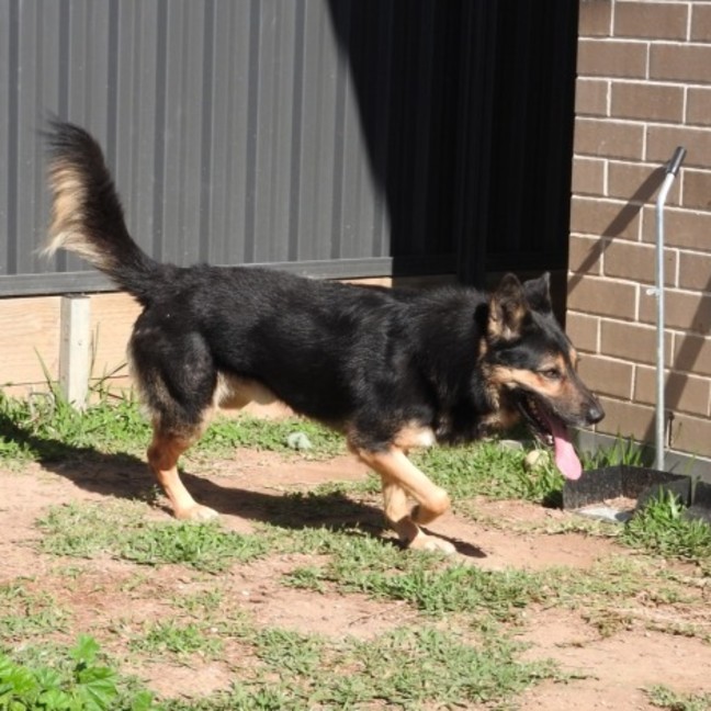 Photo of Buddy