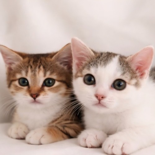 Harriet & Henry  - Domestic Short Hair (DSH) Cat