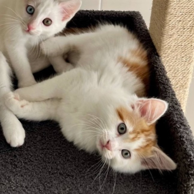 Photo of 🧡 Huxley 🧡