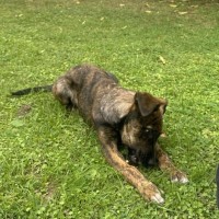 Photo of Boudica