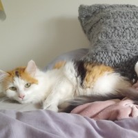 Photo of Luna & Sage