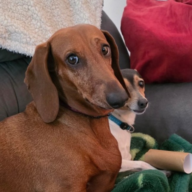 Photo of Chippy