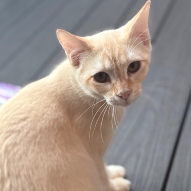 Photo of Luca 🐈🐈🥰