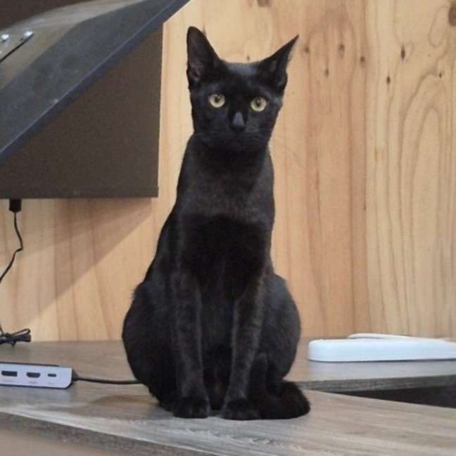 Photo of Zorro