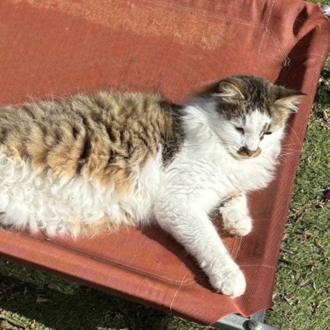 Photo of Teddy