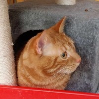 Photo of Bee Gee **2nd Chance Cat Rescue** 