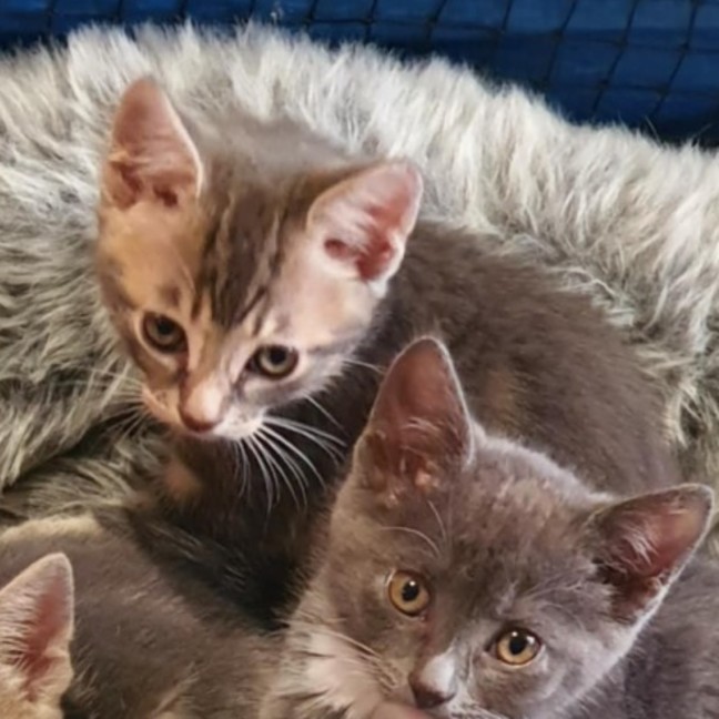 Photo of Cinna ** 2nd Chance Cat Rescue**