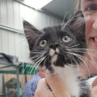 Photo of Malika **2nd Chance Cat Rescue**