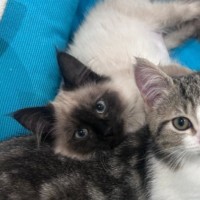 Photo of Daphne **2nd Chance Cat Rescue**