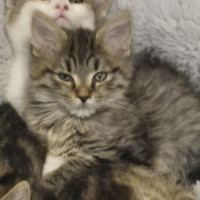 Photo of Jordan **2nd Chance Cat Rescue**