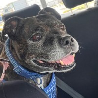 Photo of Baz 