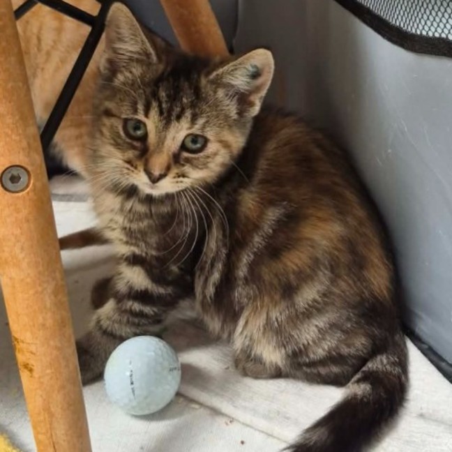 Photo of Salty Crew ** 2nd Chance Cat Rescue**