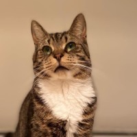 Photo of Chester   Located In Richmond