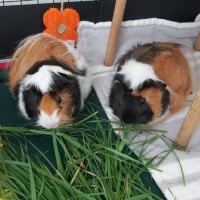 Photo of 🐹Inigo Montoya & Westley🐹 (Located In Mitcham)