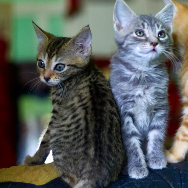 Photo of 💚 Emerald 💚