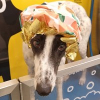 Photo of Maxie, The Greyhound