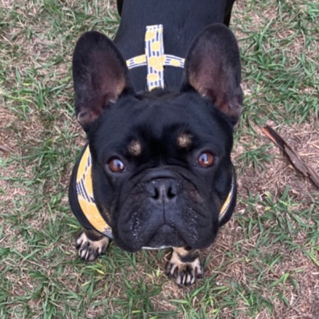 Photo of Buddy
