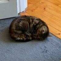 Photo of Dasha   Located In Northcote